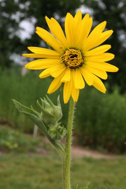 Silphium laciniatum - Compass Plant