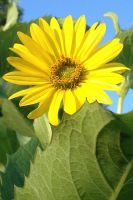 Silphium perfoliatum - Cup Plant