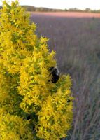 Solidago speciosa - Showy Goldenrod