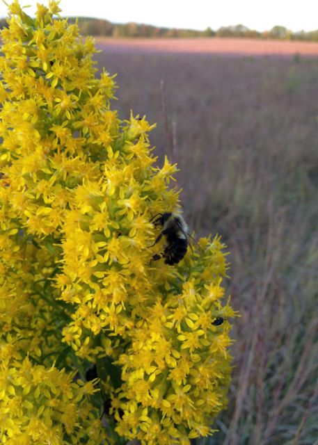 Solidago speciosa - Showy Goldenrod