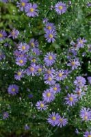 Symphyotrichum laeve - Smooth Aster