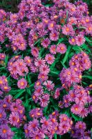 Symphyotrichum novae-angliae - New England Aster