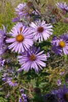 Symphyotrichum oolentangiense - Sky Blue Aster