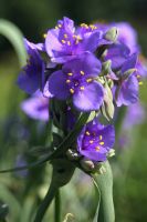 Tradescantia ohiensis - Spiderwort