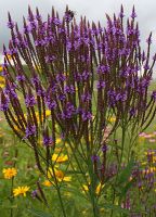 Verbena hastata - Blue Vervain