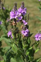 Verbena stricta - Hoary Vervain