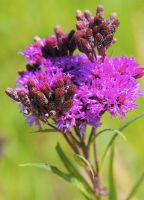 Vernonia fasciculata - Ironweed