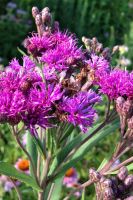 Vernonia noveboracensis - New York Ironweed