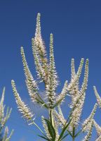 Veronicastrum virginicum - Culvers Root