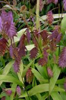 Chasmanthium latifolium - Northern Sea Oats