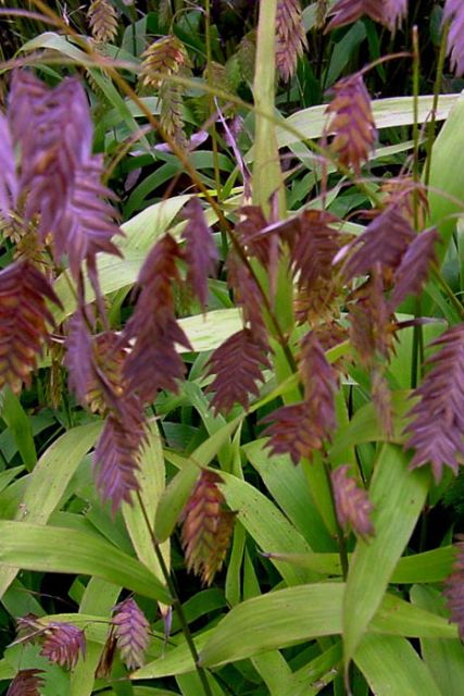 Chasmanthium latifolium - Northern Sea Oats