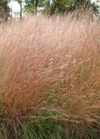 Schizachyrium scoparium - Little Bluestem
