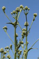 Eryngium yuccifolium - Rattlesnake Master