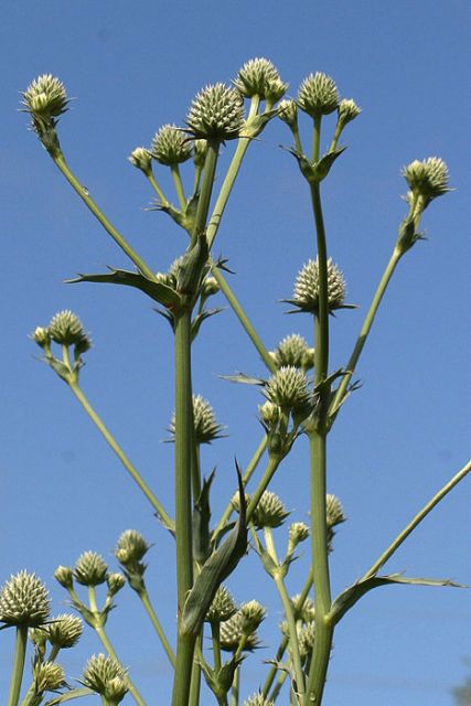Eryngium yuccifolium - Rattlesnake Master