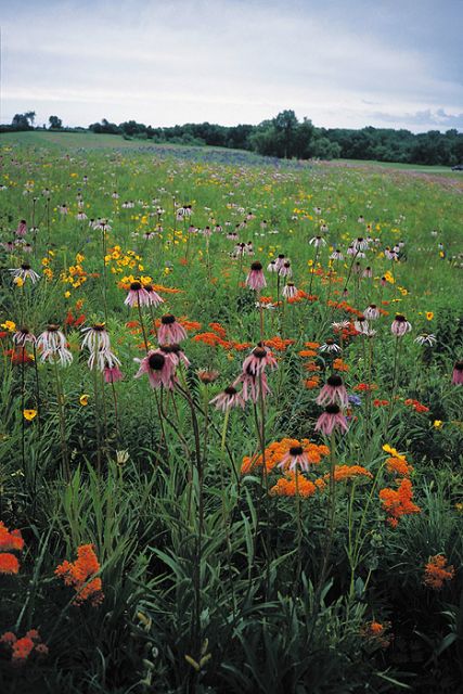 Loam Soil Mix
