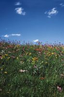 Dry, Sandy Soil Mix