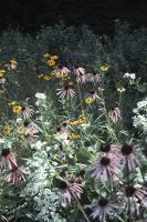 Woodland Edge Part Shade Mix