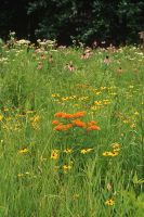 Deer Resistant Dry Sandy Soil Mix