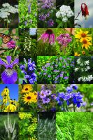 Deer Resistant Claybusters! Part Shade Seed Mix