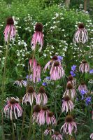 Tallgrass Habitat Mix