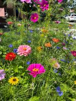 All Annual Seed Mix