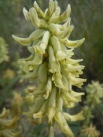 Astragalus canadensis - Canada Milk Vetch