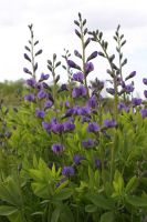 Baptisia australis - Blue False Indigo