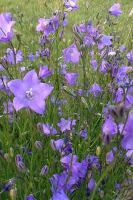 Campanula rotundifolia - Harebell