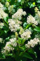 Ceanothus americanus - New Jersey Tea