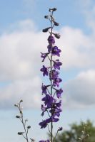 Delphinium exaltatum - Tall Blue Larkspur