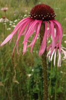 Echinacea pallida - Pale Purple Coneflower