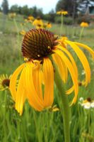 Echinacea paradoxa - Ozark Coneflower