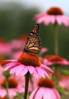 Echinacea purpurea - Purple Coneflower