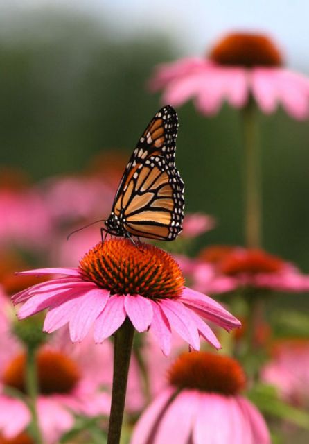 Echinacea purpurea - Purple Coneflower