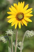 Helianthus mollis - Downy Sunflower