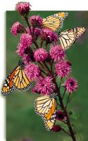 Liatris ligulistylis - Meadow Blazingstar