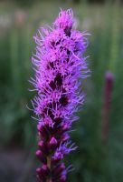 Liatris pycnostachya - Prairie Blazingstar