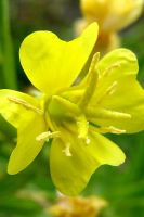 Oenothera biennis - Evening Primrose