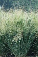 Panicum virgatum - Switchgrass