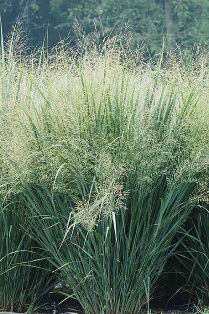 Panicum virgatum - Switchgrass