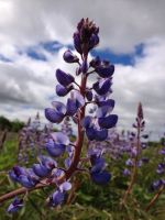 Lupinus perennis - Wild Lupine