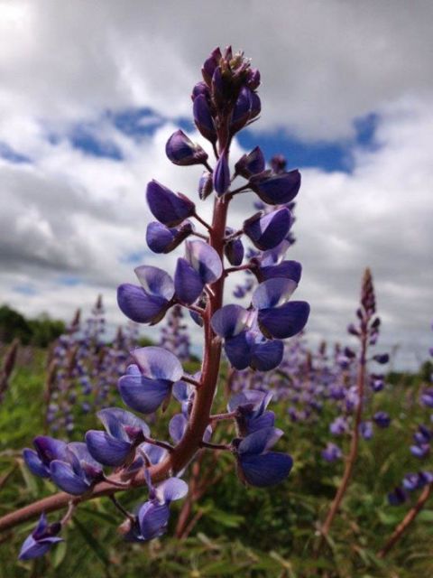Lupinus perennis - Wild Lupine