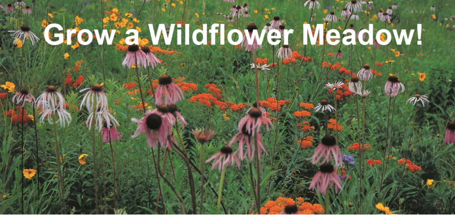 Wildflowers  Home & Garden Information Center