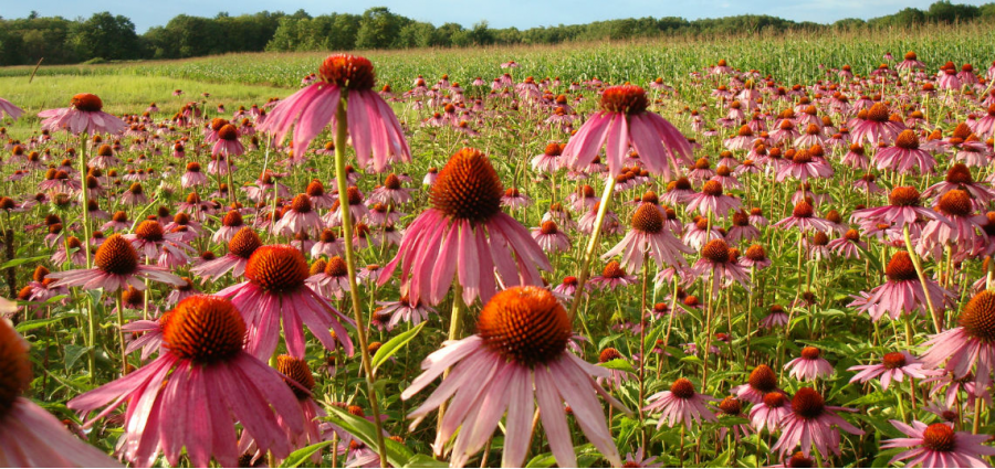 Wildflowers  Home & Garden Information Center