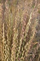Bouteloua curtipendula - Sideoats Grama