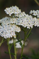 Achillea millefolium - White Yarrow