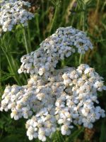 Achillea millefolium - White Yarrow