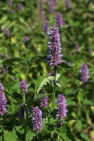 Agastache foeniculum - Anise Hyssop