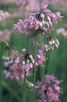 Allium cernuum - Nodding Wild Onion
