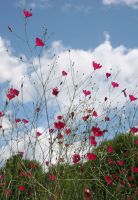 Callirhoe digitata - Fringed Poppy Mallow